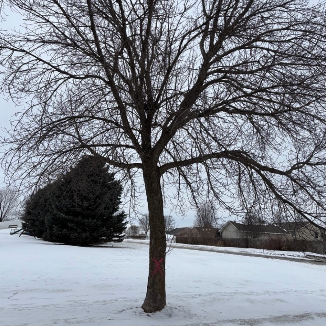 Winter Ash Tree with pink X and snow all around