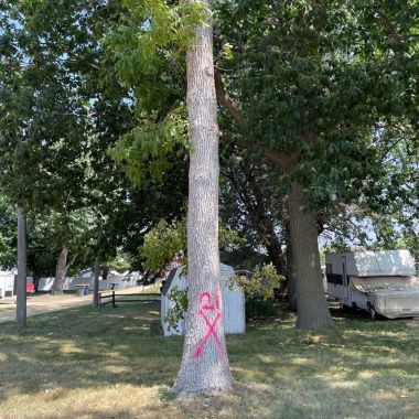 Ash tree marked for removal with pink X