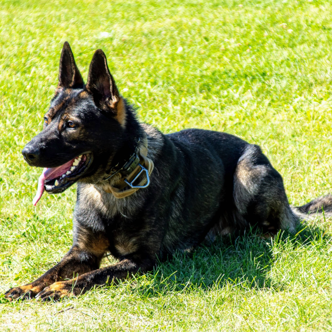 K9 Smoke laying in the grass with his tongue hanging out