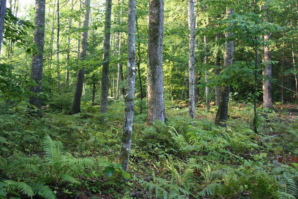 Healthy Forest Floor - Photo by Luke Howell